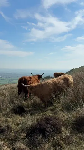 missing my besties in scotland 🏴󠁧󠁢󠁳󠁣󠁴󠁿🐂🤍 #highlandcow #Scotland #edinburgh #travelwithme #solotravel 