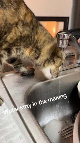 #kittylife #kittycatsoftiktok #tabbylovers #meowmeow #catmom 