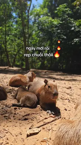 + 1 gia đình carpypara giữ chuỗi 🔥 #VinWonders #GreenCreator #dulich #vinpearlsafariphuquoc  #chuoi 