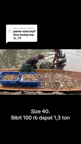 Membalas @Sarpul #udangvaname 