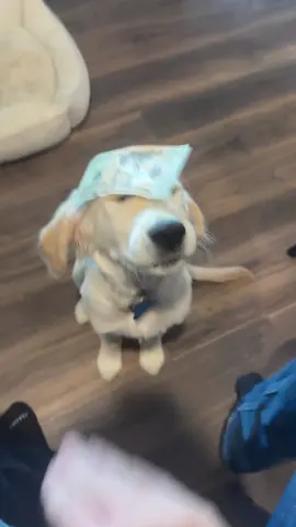 #fyp #goldenretriever #dog #viral #puppy 