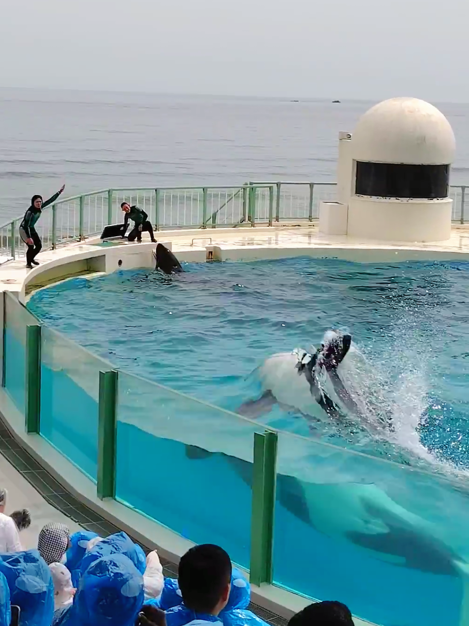#orca #orcas #jessica 