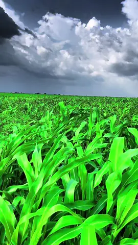 #مشاهير_تيك_توك_مشاهير_العرب #البطانه_جمال_الباديه_والريف #الخريف_والجو_الجميل🍁🍂 