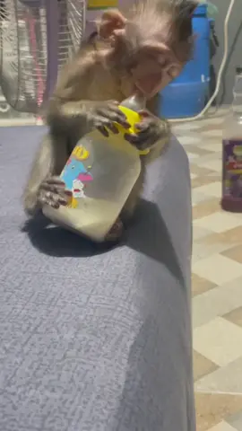 หลับลึก😆#ลูกลิง🐒🐒 