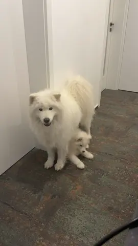 Besties in making#samoyed #fyp #trending 