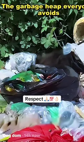 Animals Rescue #rescuedog #dogrescue #foryoupage #foryou #dogs 