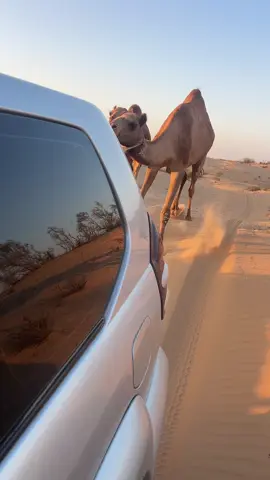 #اذكروا_الله_يذكركم 🐪