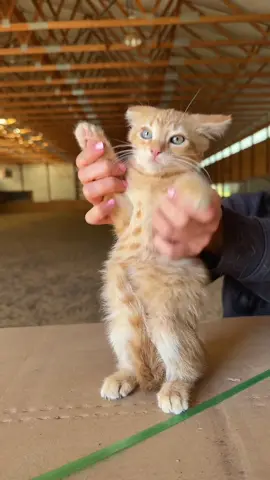 Ozzy is ready for weekend #danceparty #catdance #kittensoftiktok #fosterkittens #orangecatbehavior 