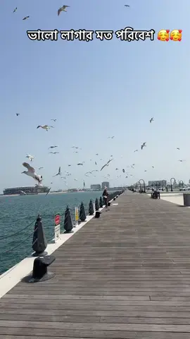 #qatarview🇶🇦🇶🇦🇶🇦🇶🇦 #foryourpage🥰🥰🥰tik_tok_lover🥰 #qatar🇶🇦🇧🇩_bangladesh #viral_video_tiktok_treding #1000kveiw🤘🏿🤘❤️🖤 