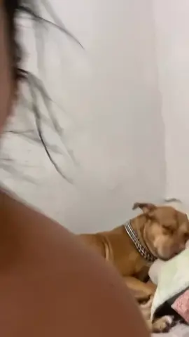 Amor da minha vida 🥰😍❤️ #pitbullsoftiktok #pitbulllove  #pitbulls_official 