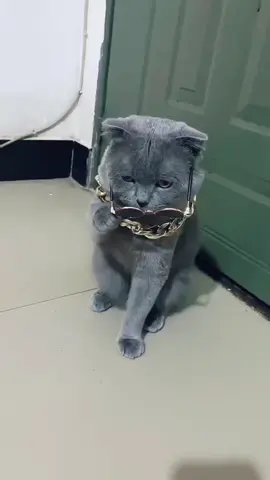 Cats run streets like true gangstas 😎🐾  #GangstaCats #CoolCats #StreetVibes #CatTok #SavageCats 