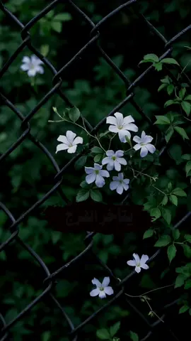 فلا تيأس وقل يارب#يارب_فوضت_امري_اليك ♥💚🌹 