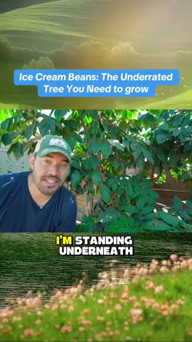 Ice Cream Beans: The Underrated Tree You Need to grow (Part 1) #icecreambean #gardening #tree #fyp #viral 