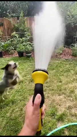 #LIVEIncentiveProgram #LIVEStory #PaidPartnership #animais 