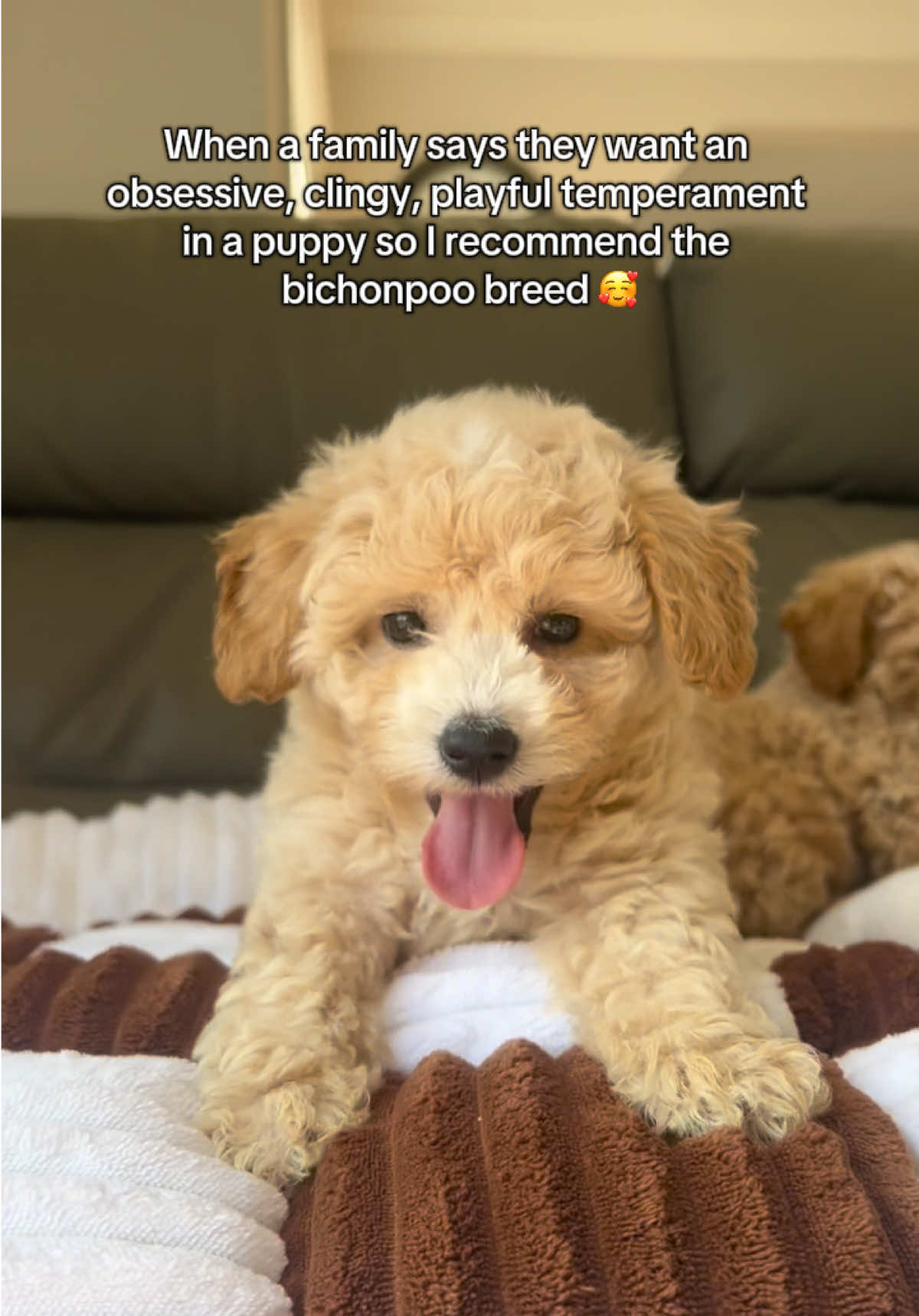 Mix of toy poodle and bichon 😍 the best for families! 📍Laval, Quebec 📍#bichonpoo #bichonfrisé #laval #canada #puppy 