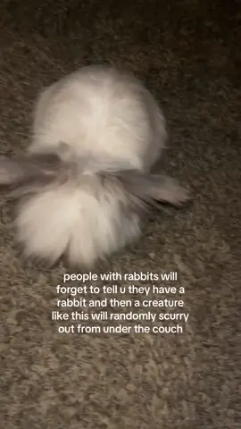 can u tell im afraid of rabbits lol #pets #bunny #bunnicula 