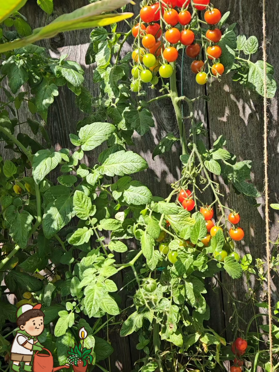 Replying to @marrriiiposssa #responder #trending #viralvideo #viral #plants 