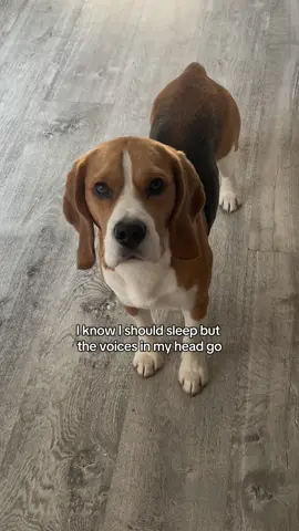 😴😴😴 #beaglesoftiktok #codywody #fyp #dogtok #beagle 