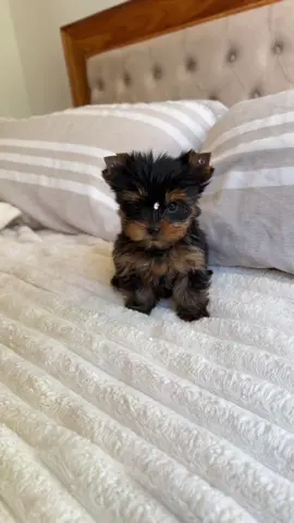 Princesa bella de la casa  . . . . . . . #yorkiepuppies #yorkiefunny #yorkiemini #yorkieteacup