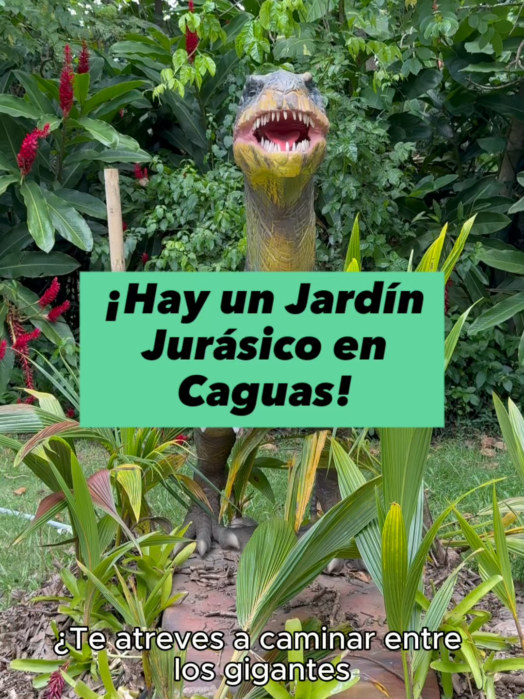 El Jardín Botánico de Caguas inauguró una nueva atracción que combina educación y naturaleza: el Jardín Jurásico, donde más de 10 especies de dinosaurios cobran vida en un entorno natural. La experiencia incluye figuras que se mueven y emiten sonidos, códigos QR informativos sobre cada especie, y actividades de dibujos paleontológicos. 📍: Información práctica 🦕:  Miércoles a domingo, 10am-4pm. 🦖: $10 por persona. 👧🏽: Boletos presenciales. Conoce más detalles en plateapr.com