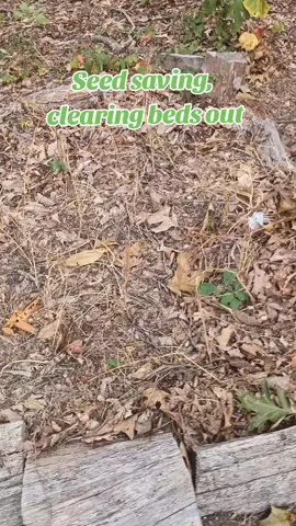 I've always used the suggested audios and never gone viral, I'm salty 😂 #seedsaving #gardening #offgrid #homesteading 