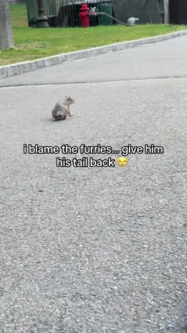 i found a minimalist squirrel… therians why did you do this??