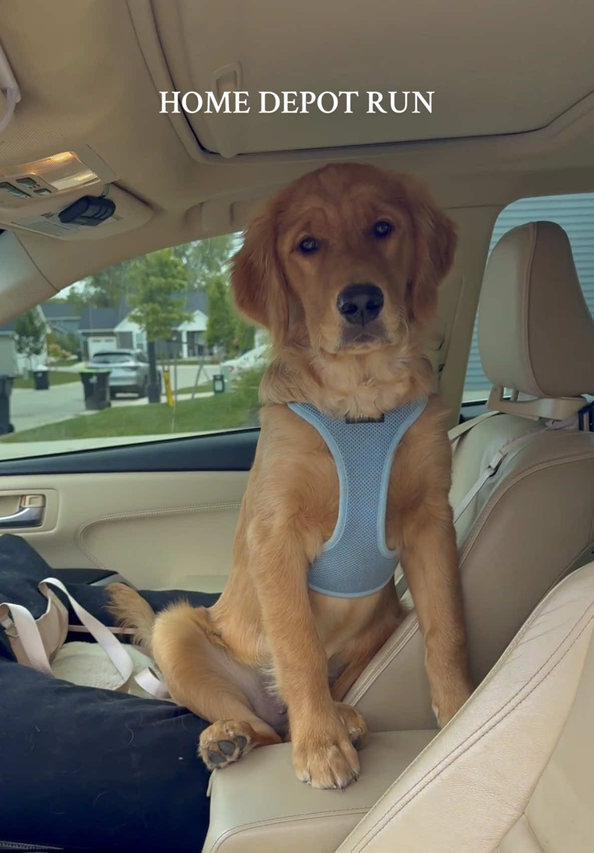 Cosmo said absolutely NOT to the Halloween aisle 👻🐾😂 … wait until he sees our Halloween decorations at home 🎃 #spookyseason #halloweendecor #homedepot #goldenretriever #halloweenaesthetic  