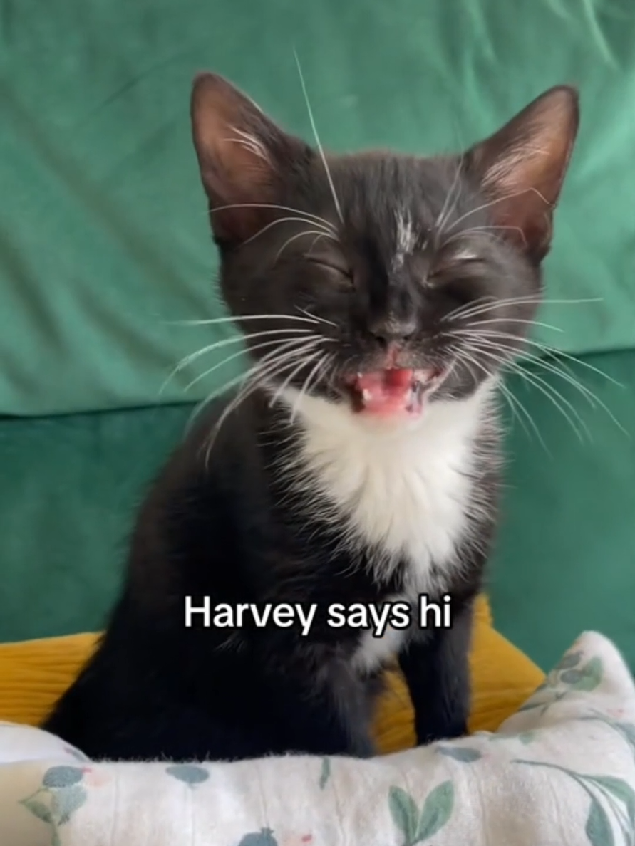 funny kitten videos funny cat videos #cat #catsoftiktok #fyp #foryou #foryoupage 