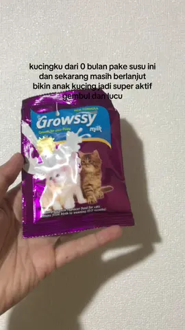 skrg umur 2 bulan masih ngendot pake susu iniiiiii #fyp #susukucing 