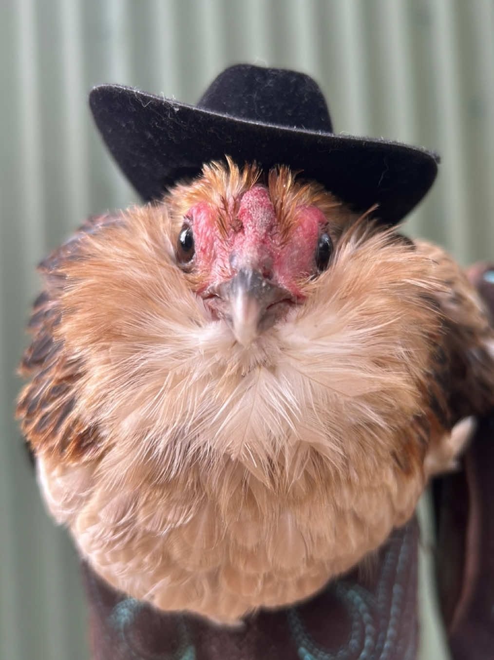 I have no idea why Nora even allowed this. She’s a Belgian d’Anver, a breed of true bantam chicken  #chickens #bantam #chicken #cowboy #fyp