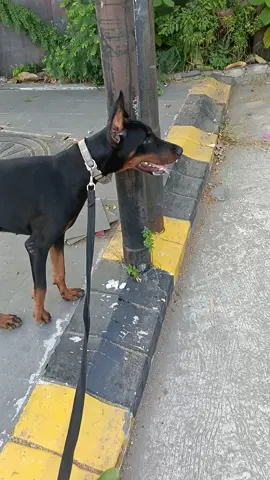 without corection 😀 #fyp #dog #doberman #puppy #dogsoftiktok 