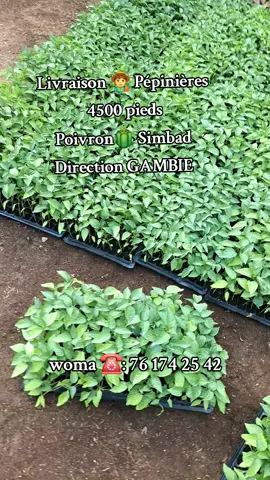 Livraison 🧑‍🌾 Pépinières  4500 pieds de Poivron🫑 Simbad  Direction GAMBIE woma : 76 174 25 42  #agriculturetiktok #agricultureSenegal #femmeagricultrice #tiktoksenegal #gambian_tiktok🇬🇲🇬🇲 