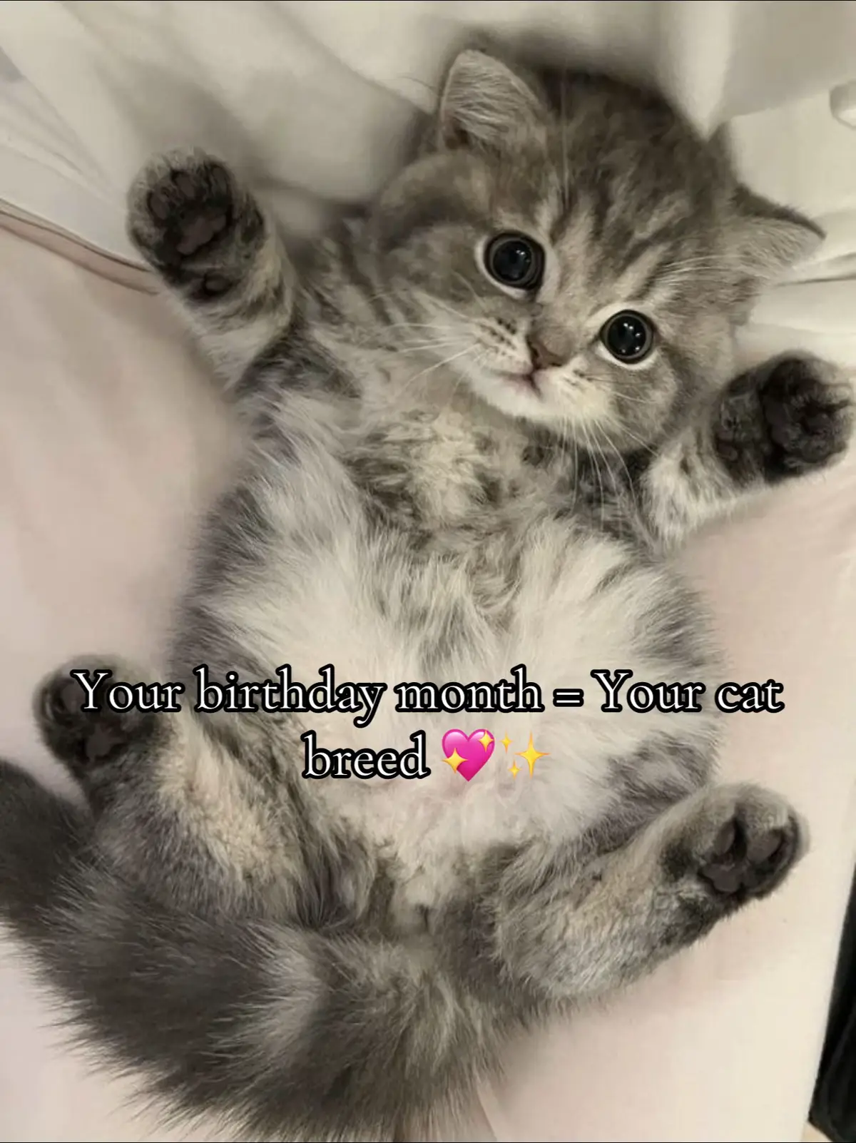 Sorry May babies 😬#foryoupage #fyp #catbreeds #birthday #cutebaby 
