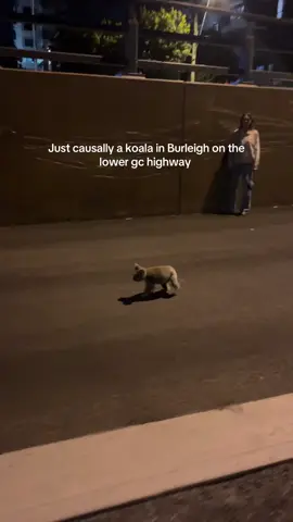 Don’t worry! We called the wildlife rescue and waited with him till she came and got him and took him to Currumbin wildlife sanctuary so he can get checked and released somewhere safe!!! As he was right near the main road and there were cars coming 😅 #koala #burleigh 