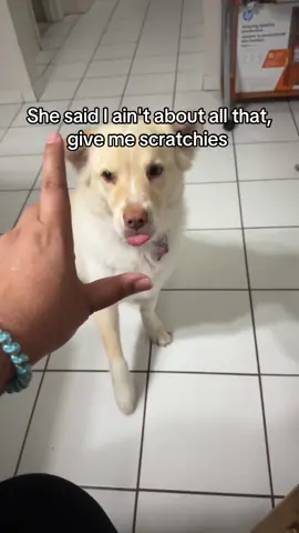 #dogsoftiktok #belleyboo 