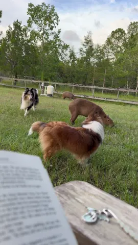 What a relaxing day to read with the capybaras 🥰