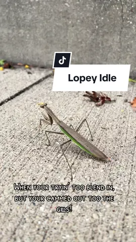 #cam #prayingmantis #garden #nature #fyp 