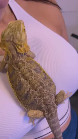 working out with my iguana 🦎 #iguana #workout #Fitness 