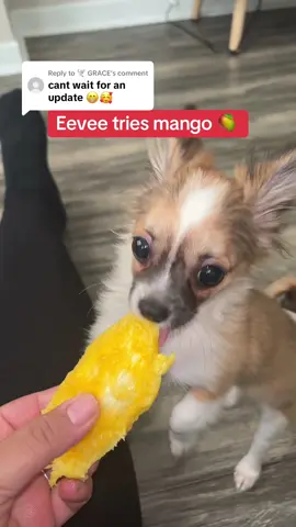 Replying to @🕊️ GRACE I think it’s safe to say she likes mangoes 🥭 #puppy #mango 