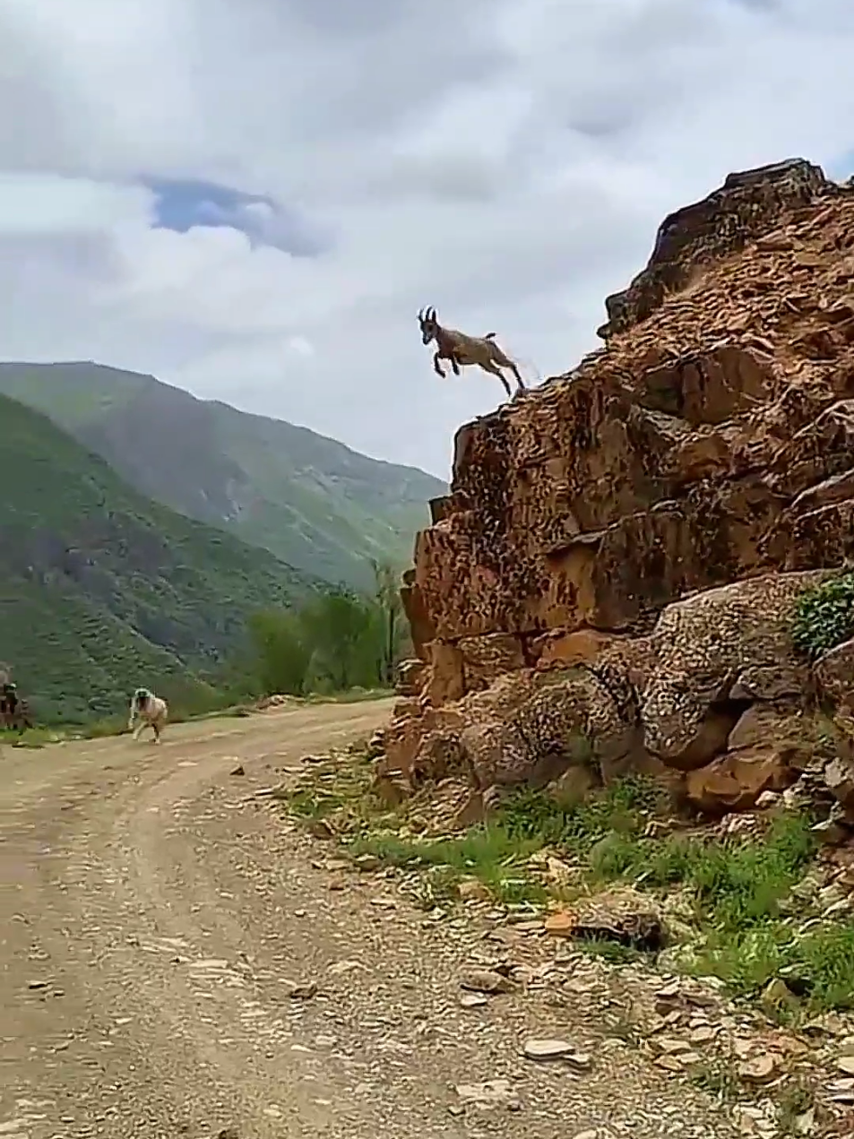 Wonderful Escaping scene #animalworld #wildlife #nature #amazingsounds #animalattack 