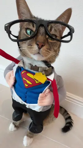 He saved my life ❤️💙💛 All our pets are Super Heroes fur sure & they probably don’t even know it!  Is your pet a Super Hero too?   #superhero #cat #dog #pets #relateable 