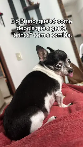 #fofo #dog #animal