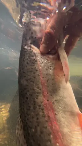 #cooking #fish  fresh fish grill 