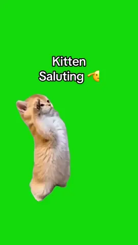 Kitten Saluting meme green screen capcut template #kitten #catlovers #catmeme #memes #CapCut 