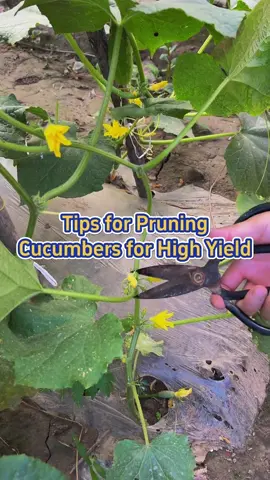 Tips for pruning cucumbers for high yield #garden #plants #gardentips #gardening #planttiktok 