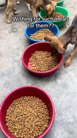 Wishing for such meals for them?? Then why fo you hesitate donating yo help? Try today for help