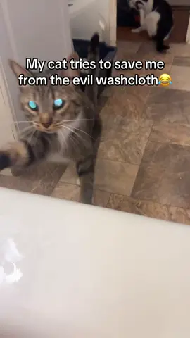 Lifeguard kitty at it again😂#cats #funny #lifeguardkitty #catslovers #catsoftiktok 