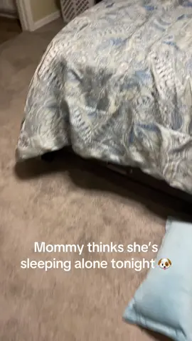 #gus #greatdanesoftiktok #iykyk #sleepingalone 