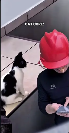 More cat core for you! #cat #funnycat #cutecat 