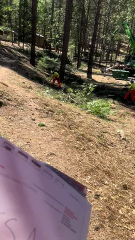 #arboleros🌲👊 #viralvideo #trending #fyp 